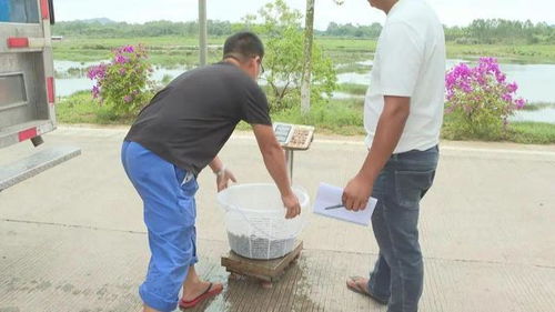 陽(yáng)江 水產(chǎn)種業(yè)工廠化模式助推海水養(yǎng)殖高質(zhì)量發(fā)展