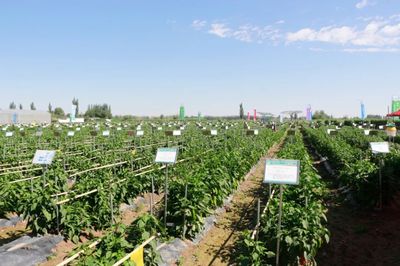 肅州 擦亮種業“金字招牌”，繪出鄉村振興“繽紛畫卷”