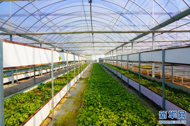 深圳市農檢中心舉辦專題宣講 筑牢安全屏障，護航種業安全