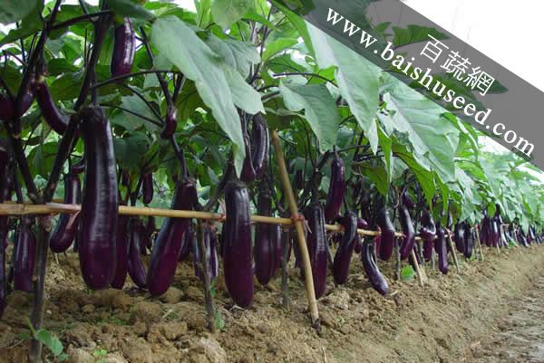 廣東粵蔬貝司特3號長茄 農科院遲熟高產品種，畝產超5000公斤的種植優選