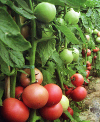 西安常豐園種業有限責任公司 種業科技，豐收之源