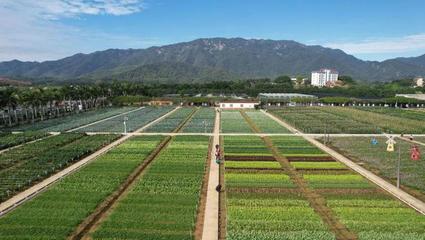 圖集 | 活力柯木塱 種業人牽掛的沃土與搖籃